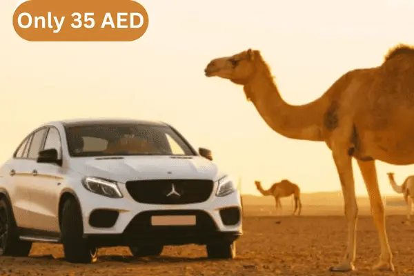 White Mercedes GLE Coupe with Camel in Abu Dhabi Desert Safari