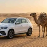 White SUV and camel in the Abu Dhabi desert during golden hour safari