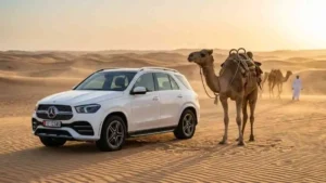 White SUV and camel in the Abu Dhabi desert during golden hour safari